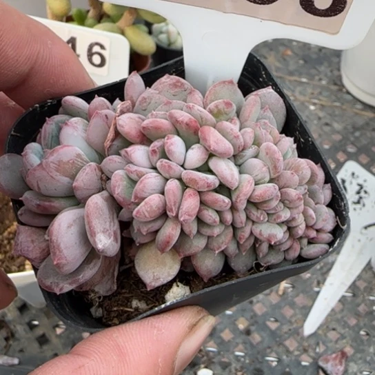 138玛瑙缀一物一拍多肉