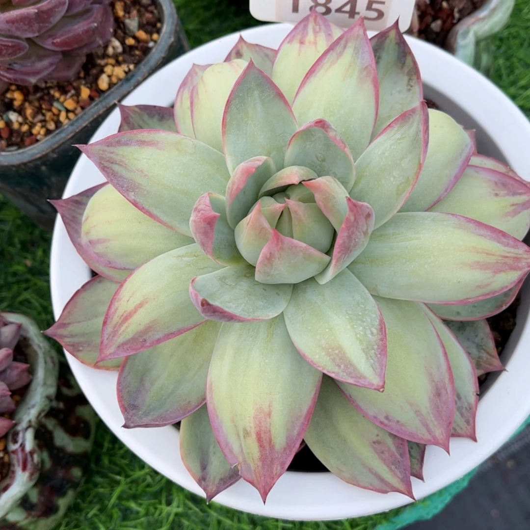 ****多肉植物1845寄养