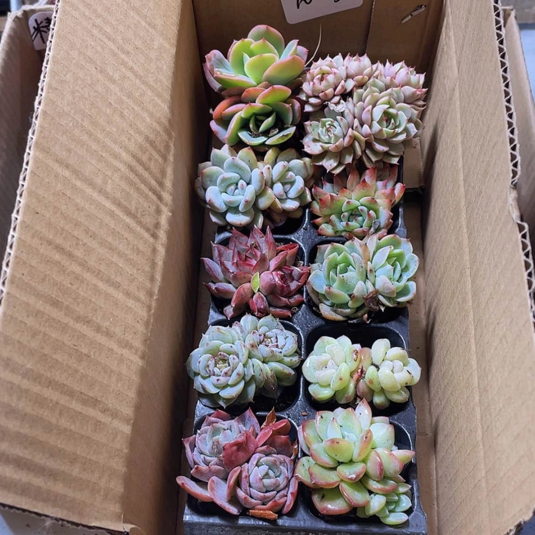 【闪购商品】10颗-3号