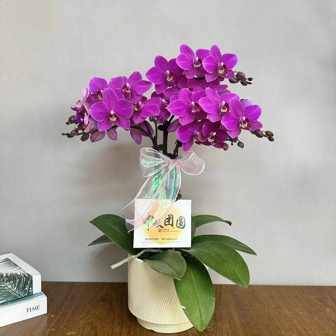 蝴蝶兰【福星】欧品红色系蝴蝶兰鲜花室内送礼高端花卉