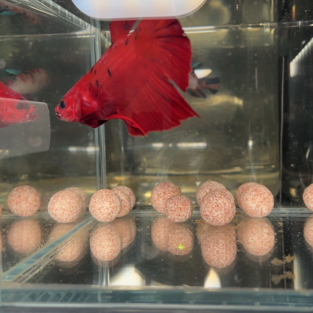 斗鱼12.31 巨斗 105