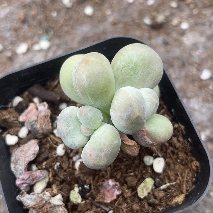 一物一拍满18包邮黄金鸡蛋