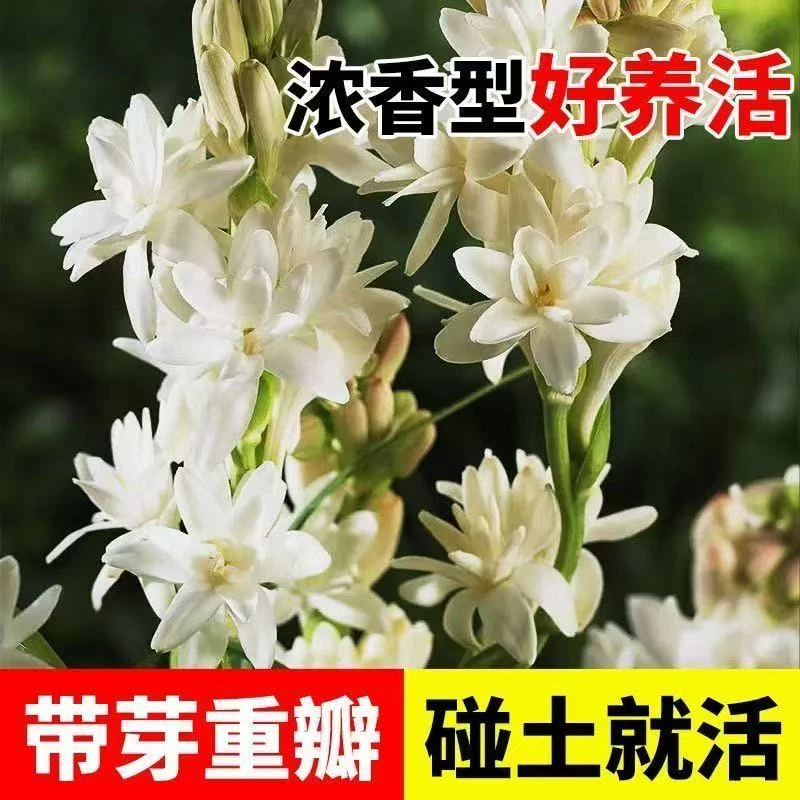 【重瓣混色晚香玉种球】春秋四季开花浓郁阳台小院花盆种植