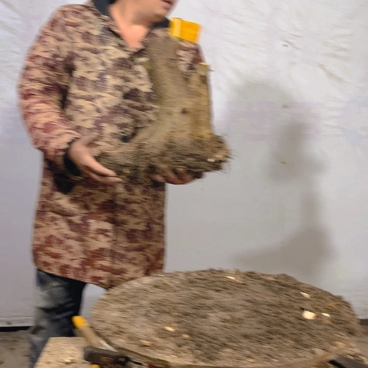 大***园无花朵对节白蜡素材一颗