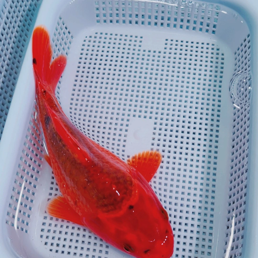 锦鲤锦鲤冷水鱼观赏131