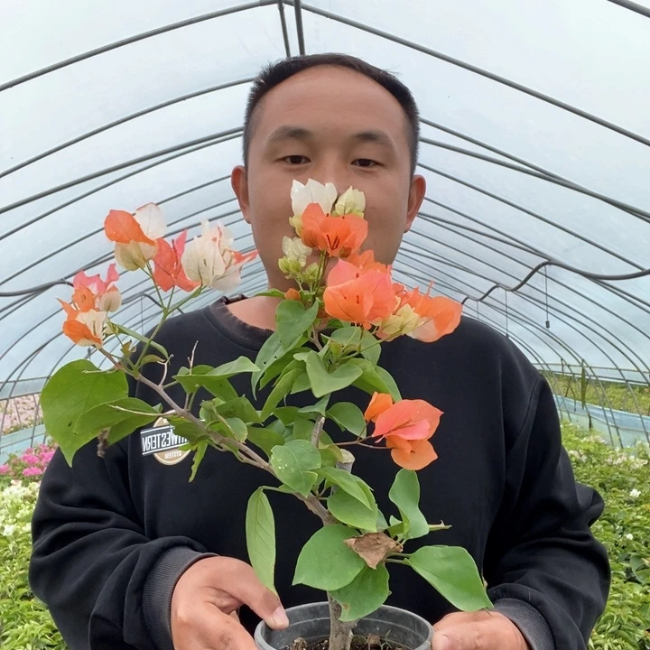 完全开放橙口红三角梅不售后