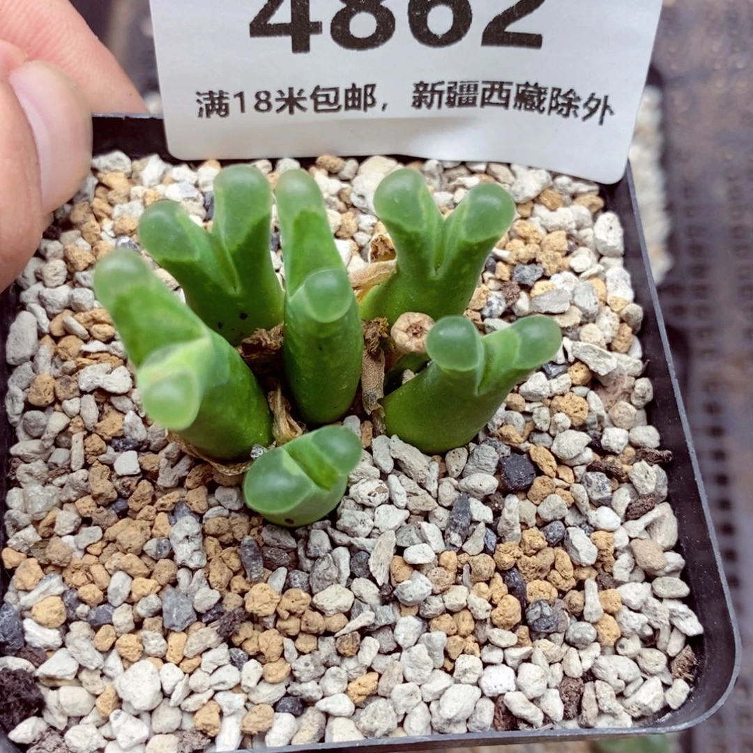 S***o4862。