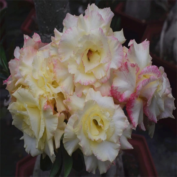 腾泓沙漠玫瑰 168杨桃 台湾精品沙漠玫瑰大花多层变色款爆花新品