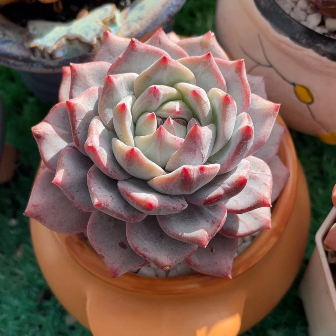 粉蓝鸟多肉植物盆栽多肉