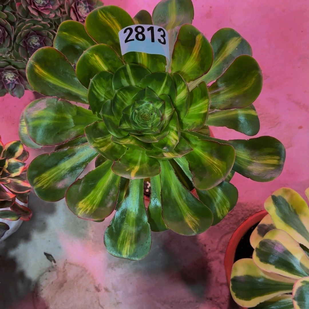 无花朵2813颜姿中宝11111111