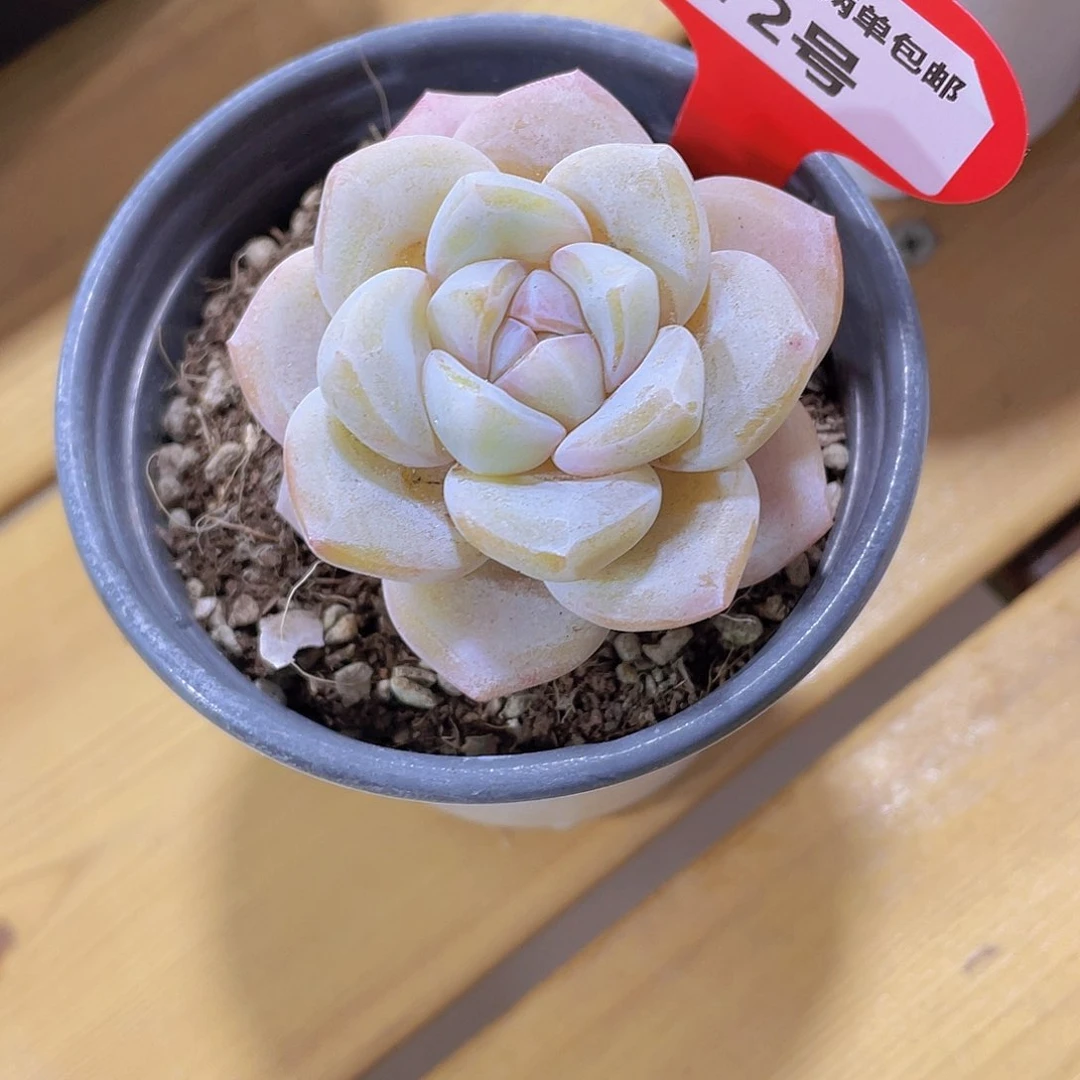 72号 老桩冰玉杂单头