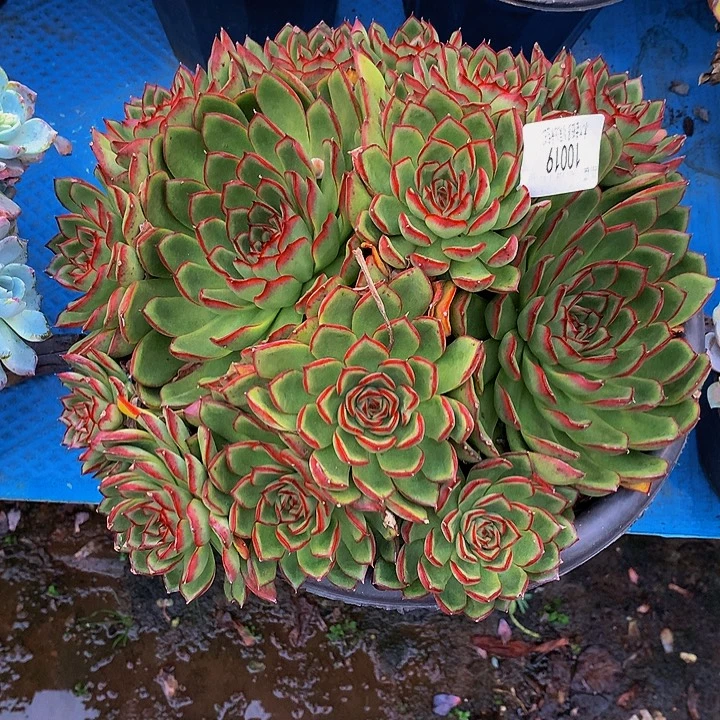 是****     萤火虫多肉10019