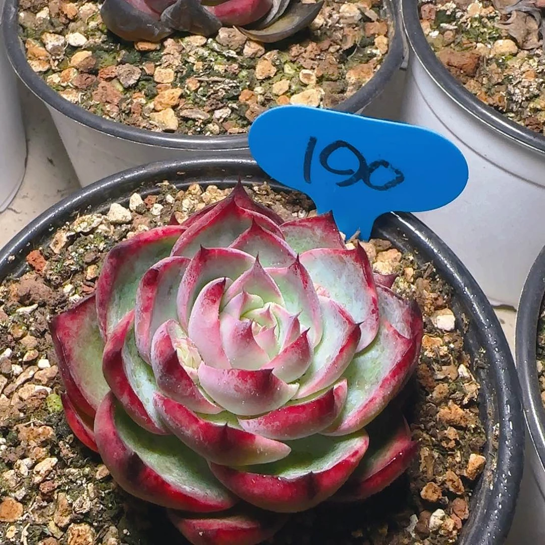 惊鸿仙子一物一拍190号