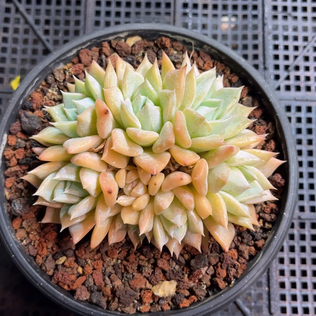 木兮甜心dujuyunjinlv