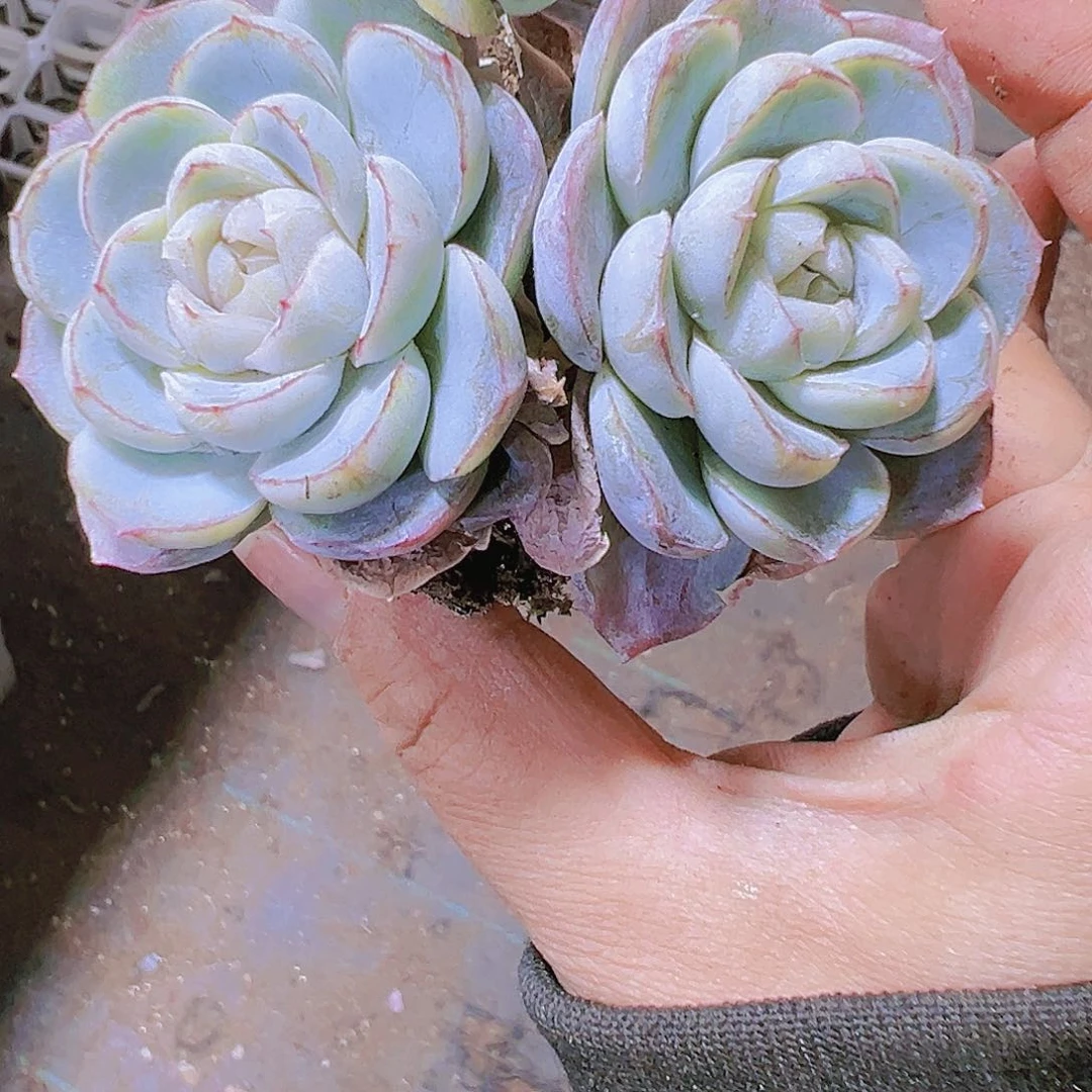 双头大胖虎珍妮19包邮