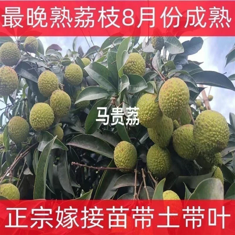 新品种（八月荔）正品嫁接苗，带土荔枝带叶子直发种植