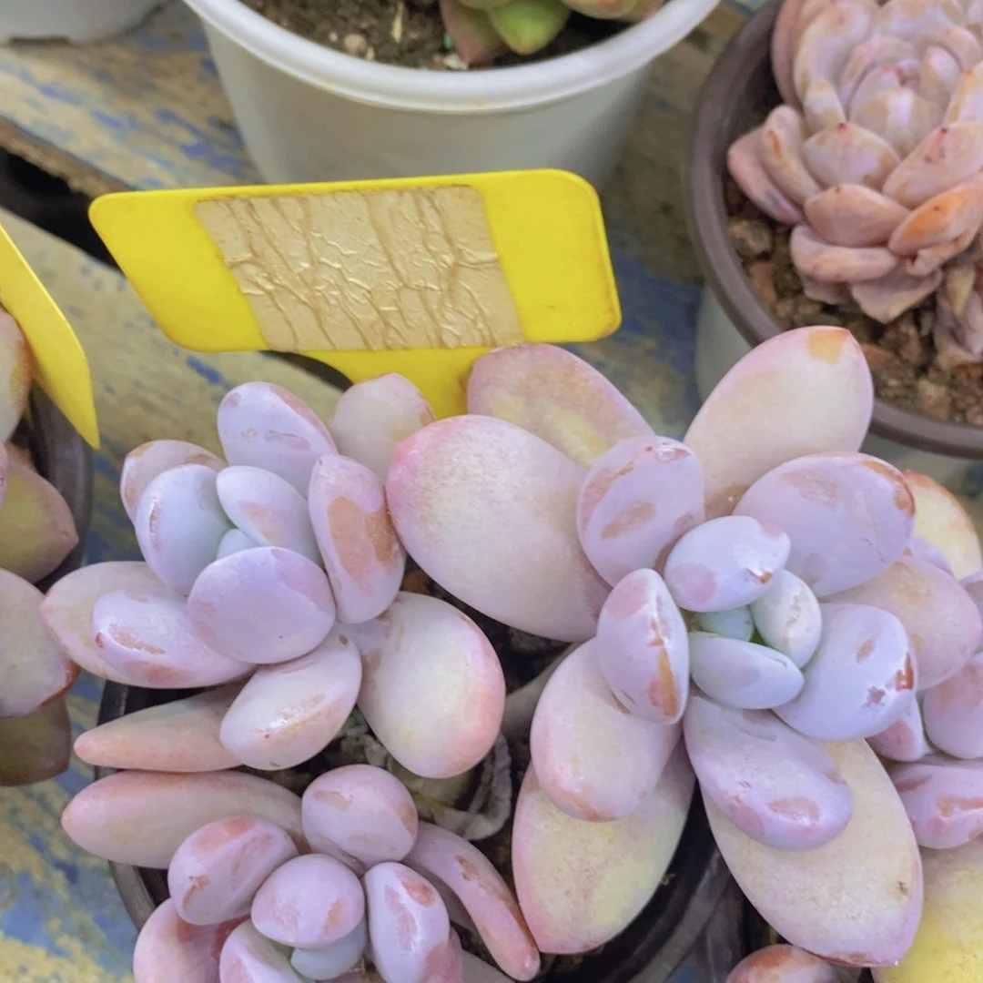 清货，专场，不做对比，一物一拍