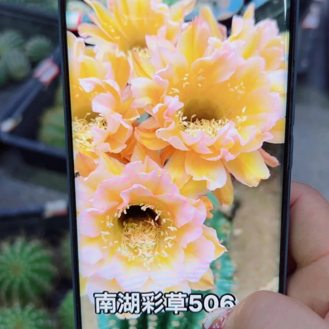 下34彩草506 歪无根侧芽4公分左右20包邮