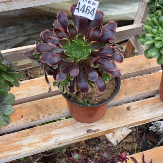 464欧嘉莉不包断枝