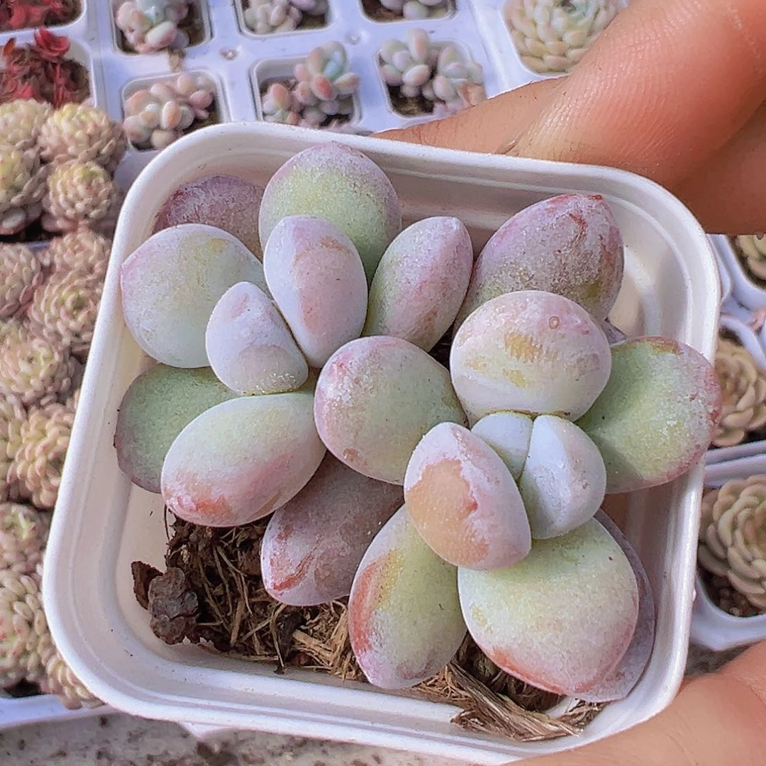 双头雪美人19包邮多肉