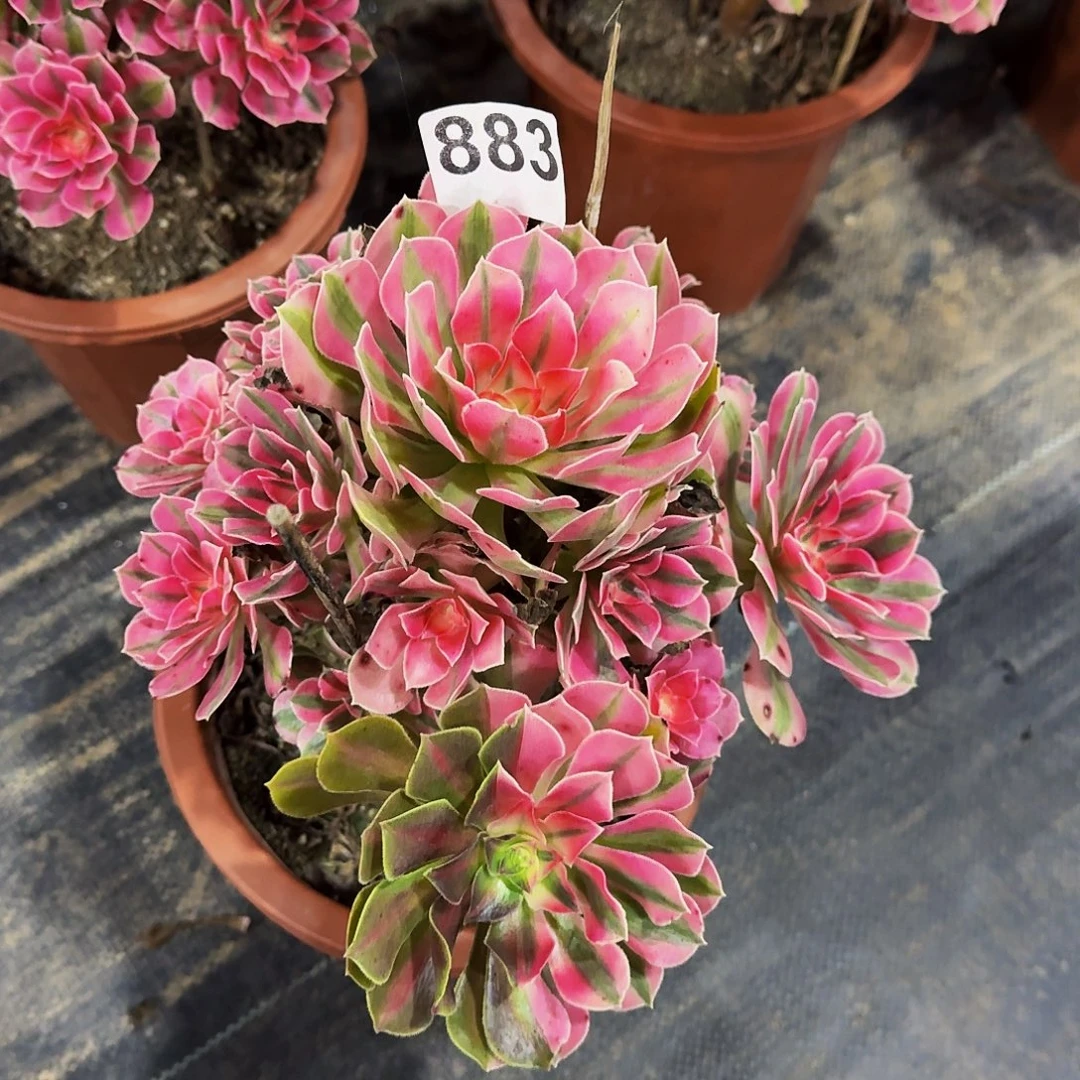 883粉女巫冠服25公分