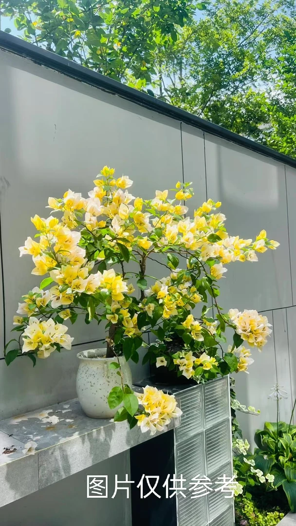 【苏瓦娜】【终身包对版】三角梅四季开花爬藤飘枝好养护【无售后】