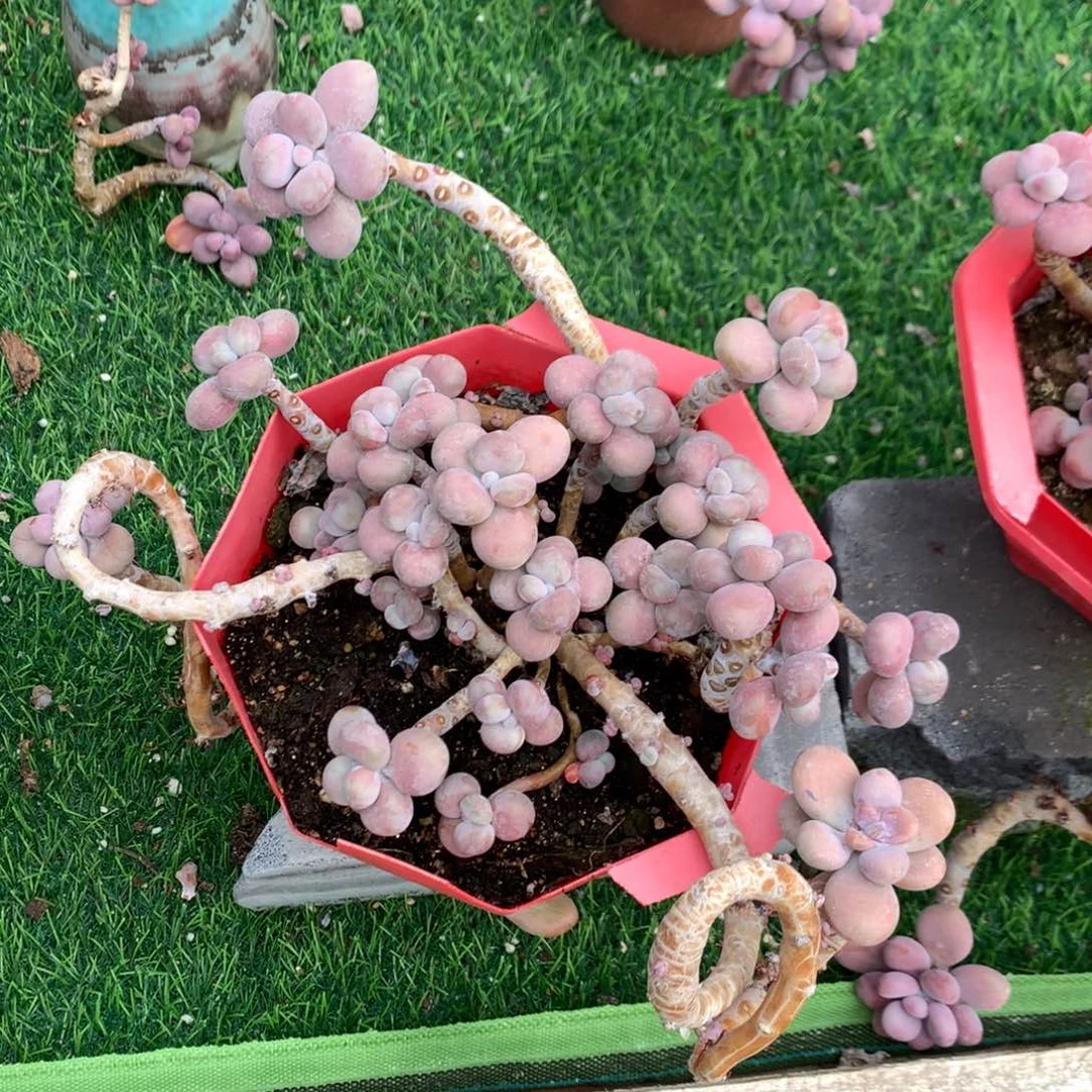 桃蛋老桩不带盆55号