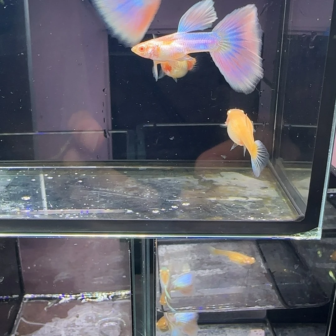 孔雀鱼天使彩虹两对，三个月