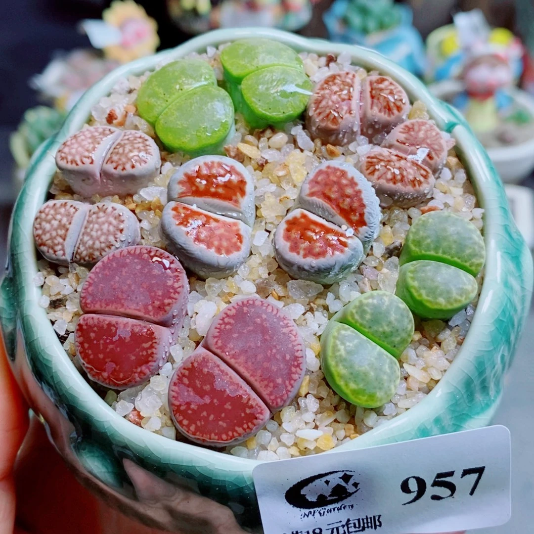 生石花花花花花花花花957