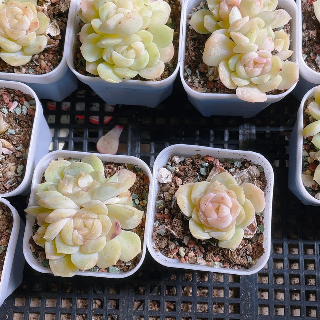 梦幻泡影盆一个满25包邮