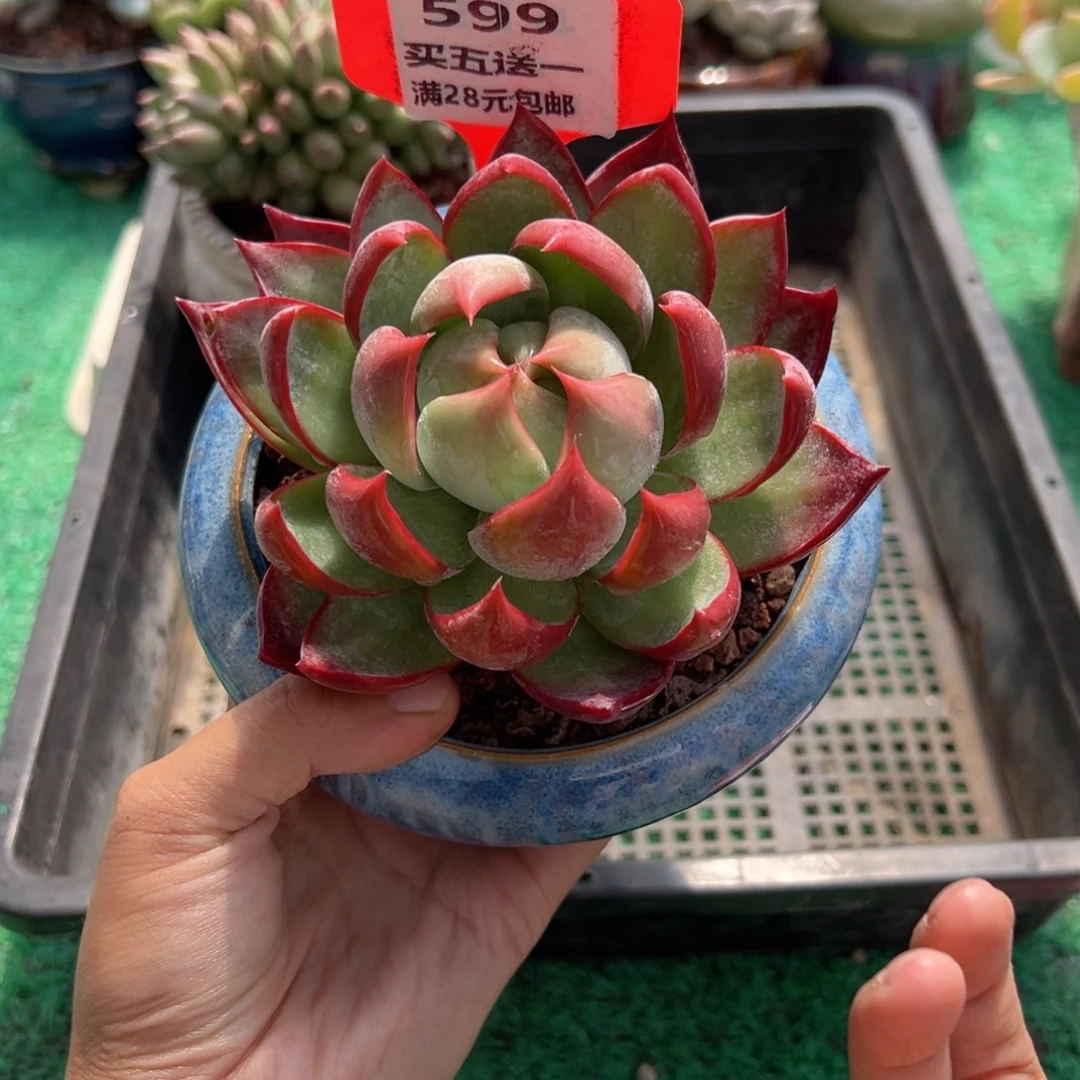 表妹精品多肉植物599.