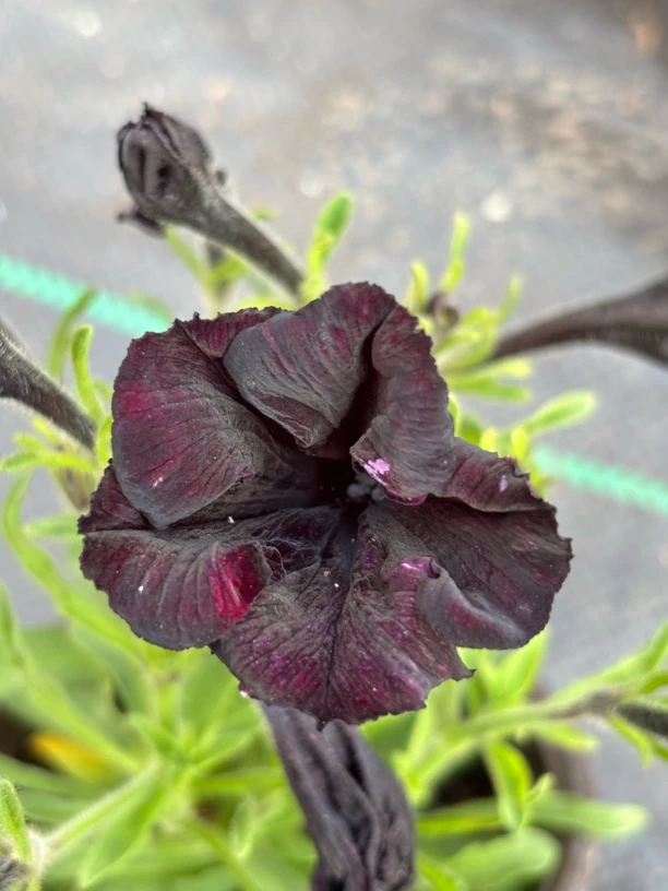 重瓣变异矮牵牛&阿西的花房