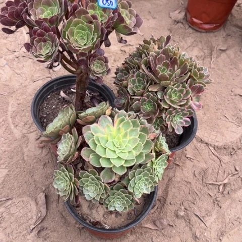 050多肉植物组合，