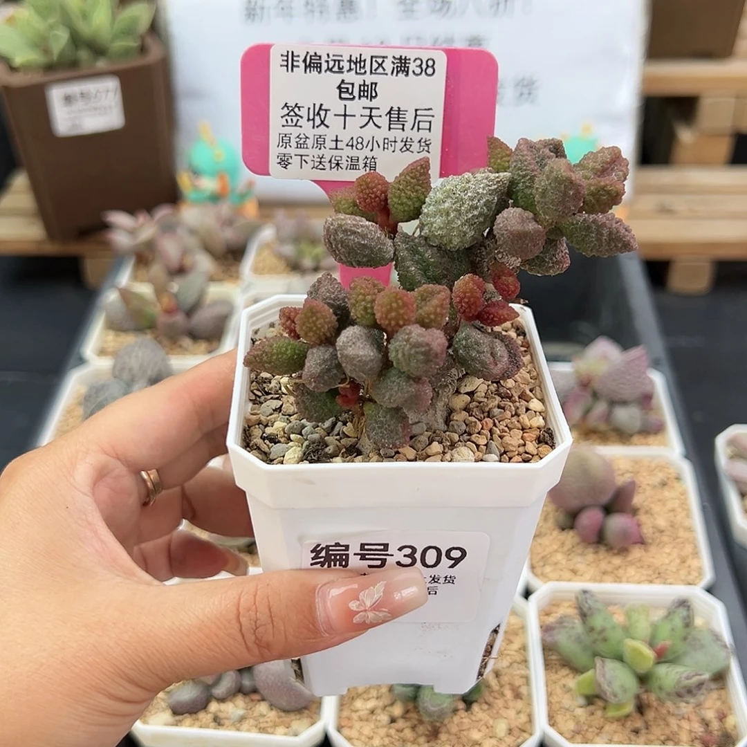 杜****产309荔枝皮多肉植物