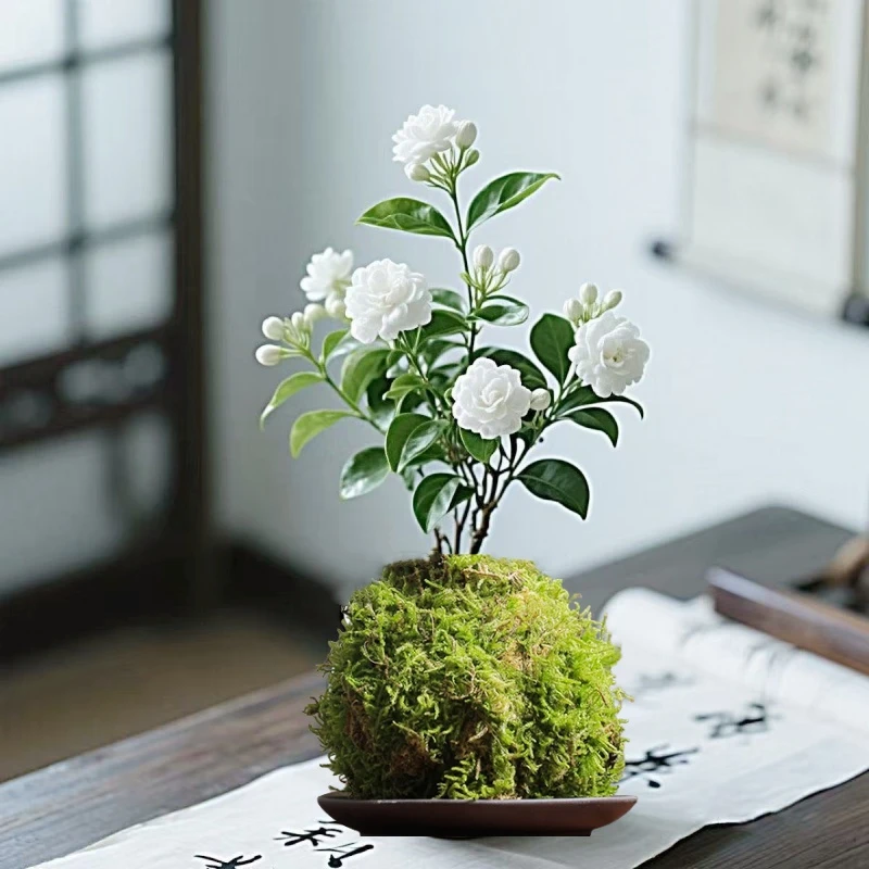 水培苔藓球栀子花清雅发财树办公室内绿萝盆栽水培植物净化空气