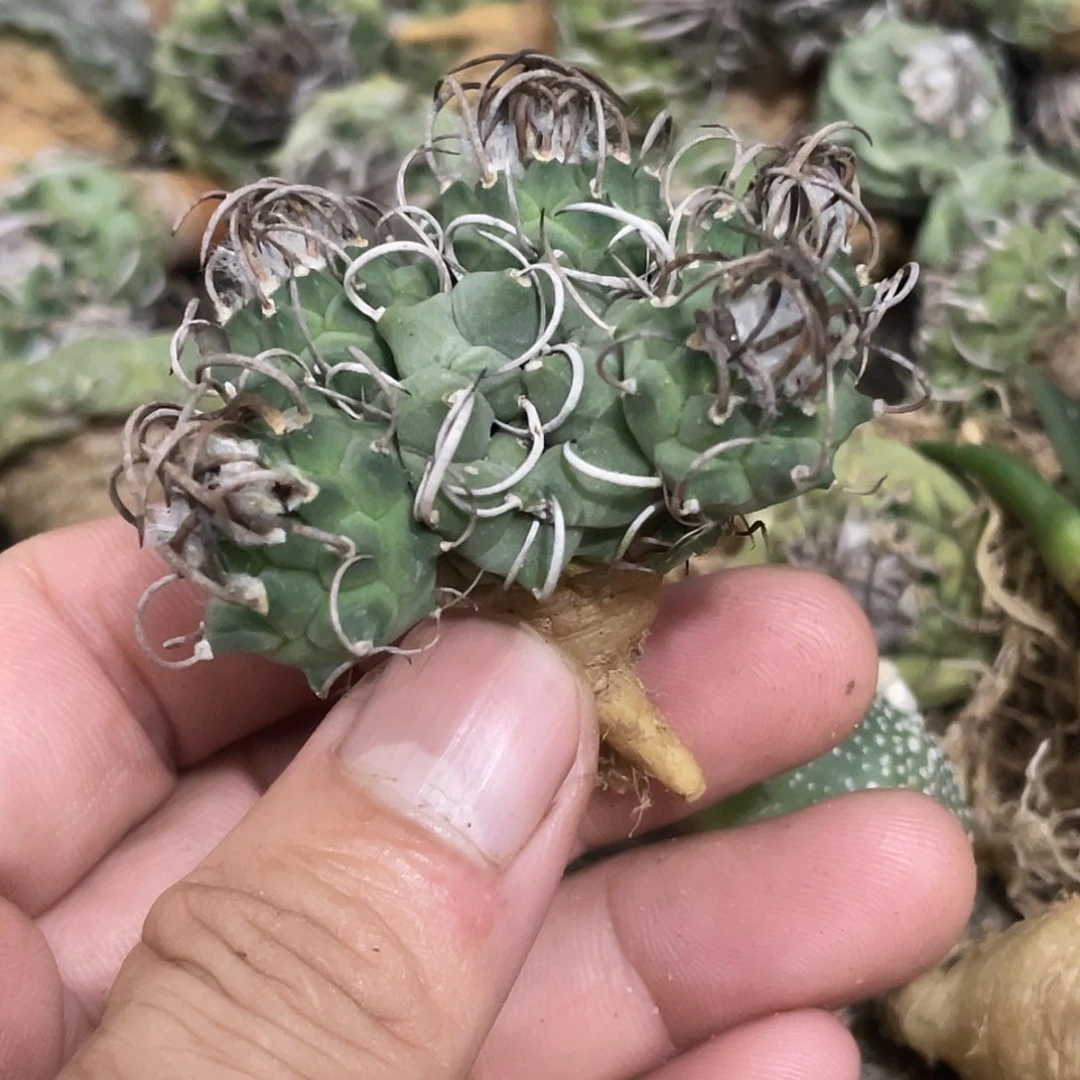 (***)无花朵娇丽群瑕疵球