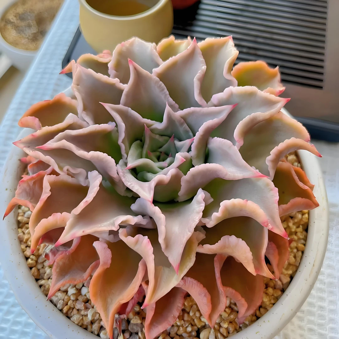 饺子皮  多肉植物绿植  鲜花盆栽基地 源头栽种易活