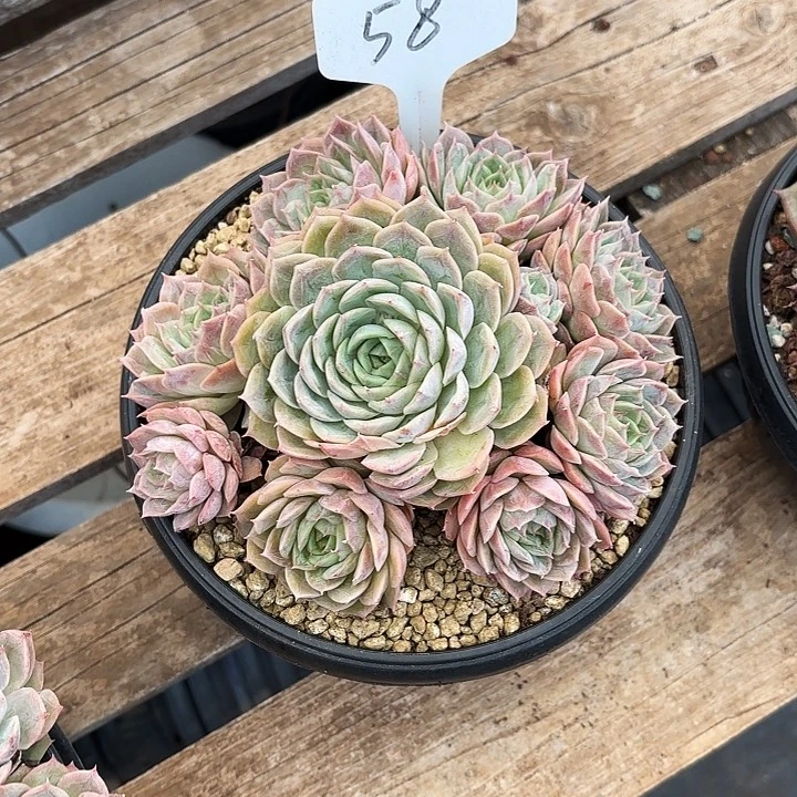 多肉植物，昂斯若58号