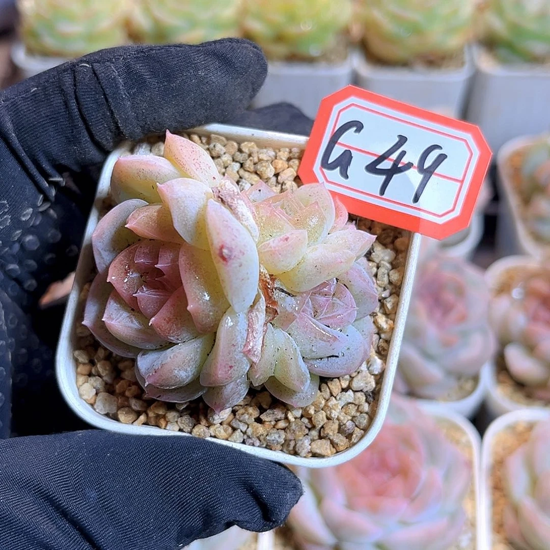 G49 一物一拍 冰岛群