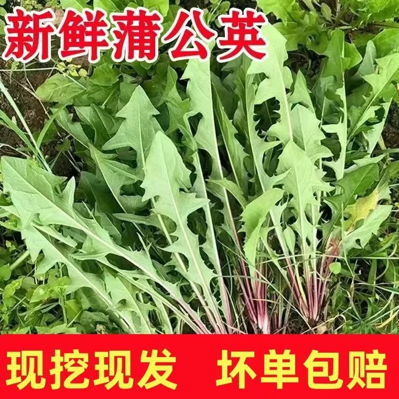 现挖现挖露天新鲜蒲公英野菜野生山野菜黄花菜婆婆丁