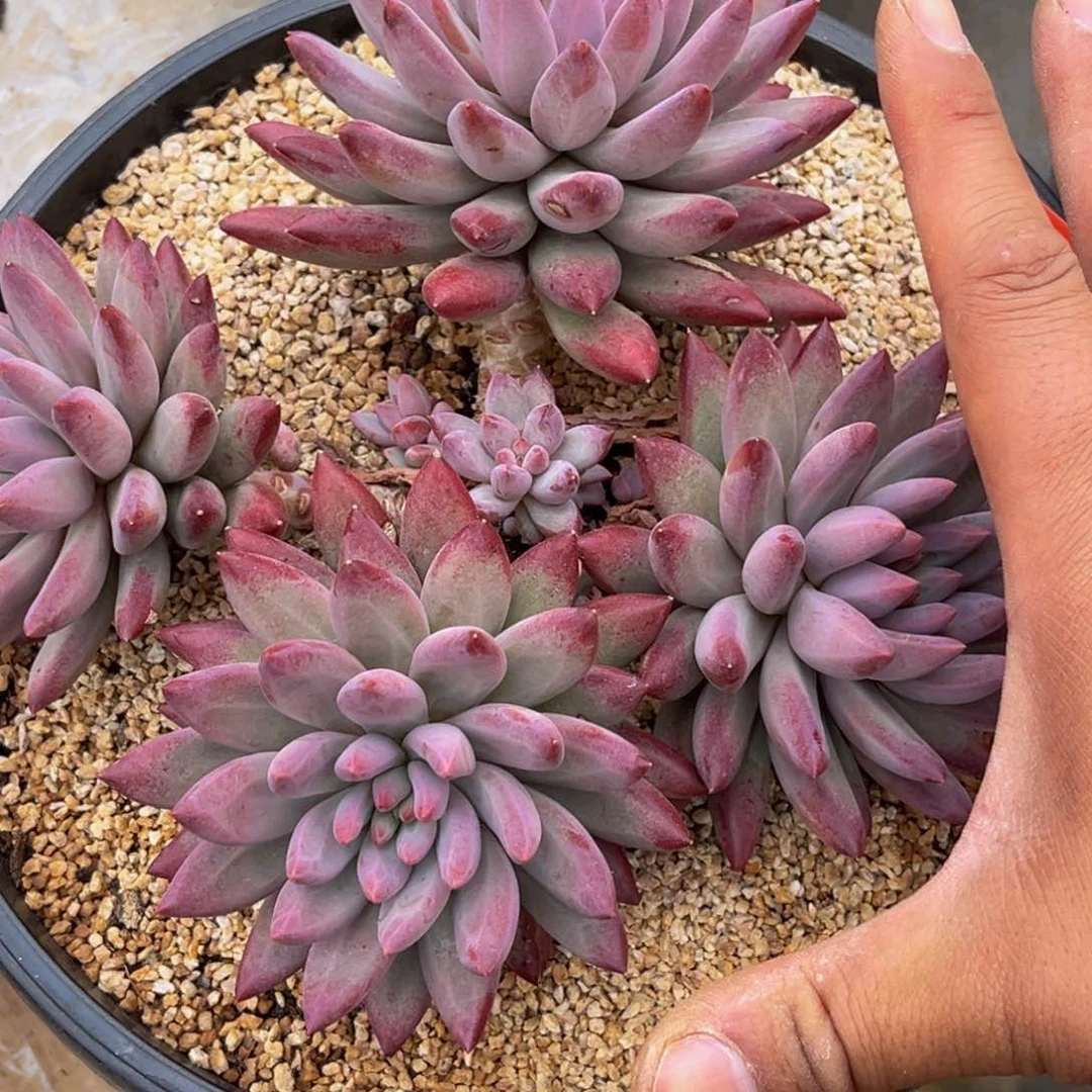 0031号上午多肉植物群生多肉植物