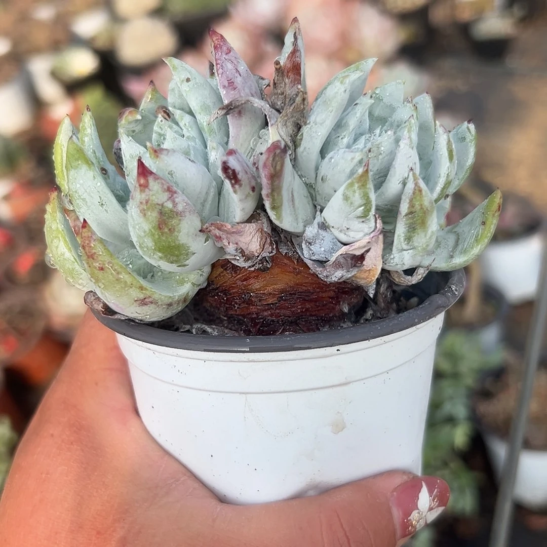 多肉植物多肉植物