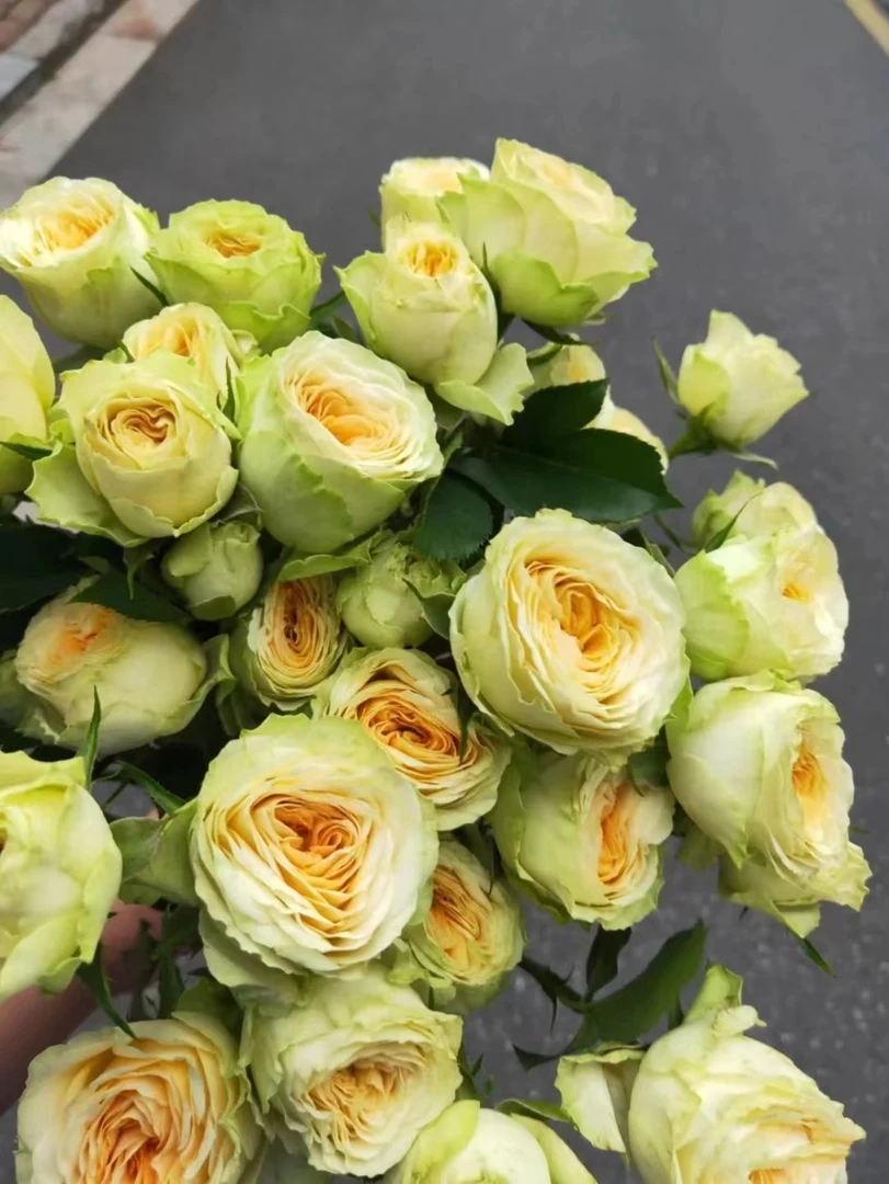 【福利套餐 】套餐A12 云南基地直发 鲜花 水养