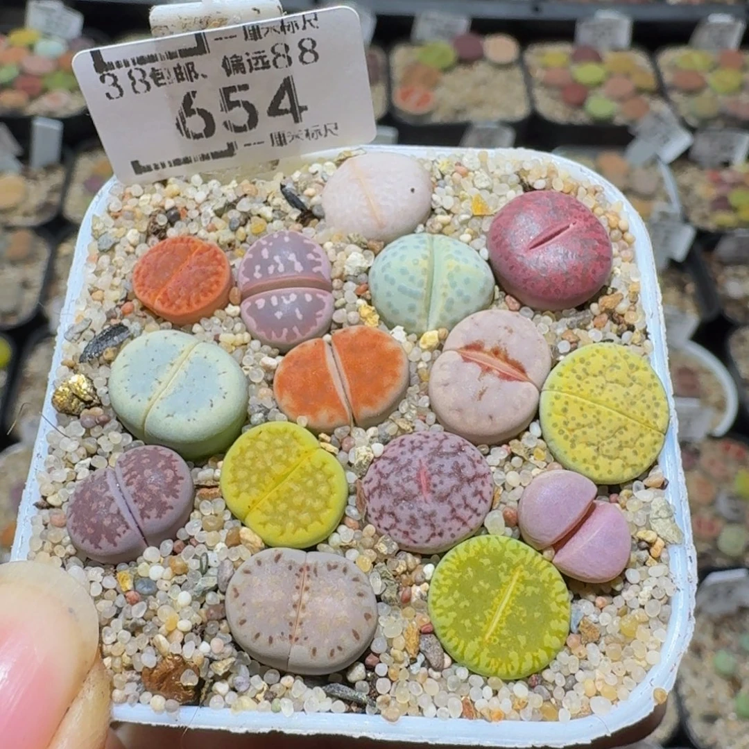 Sssss精品生石花654