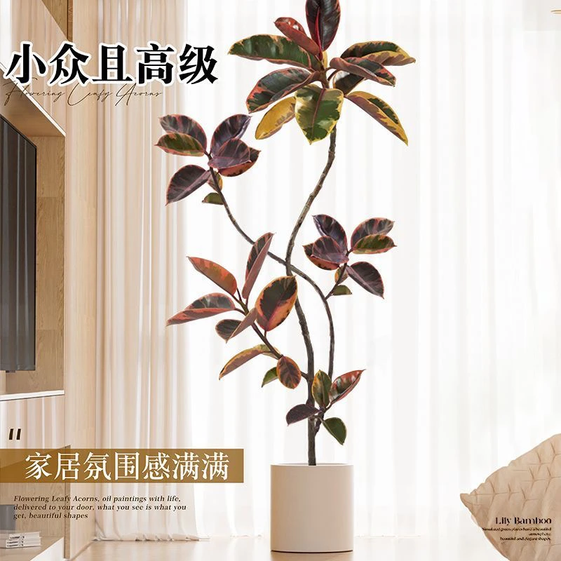 黑金刚网红橡皮树客厅大型盆栽绿植办公室吸甲醛观叶植物真树高级