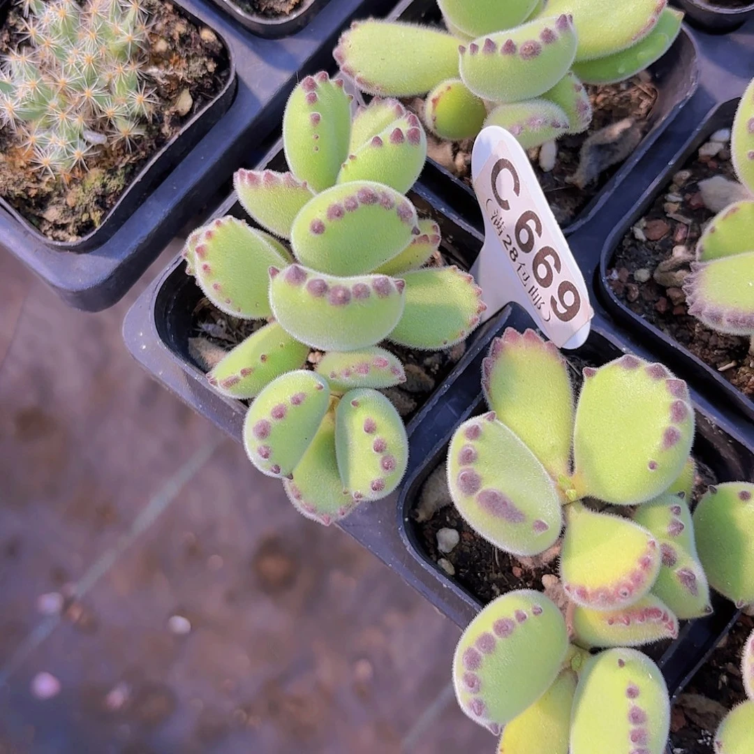 C669熊童子一物一拍