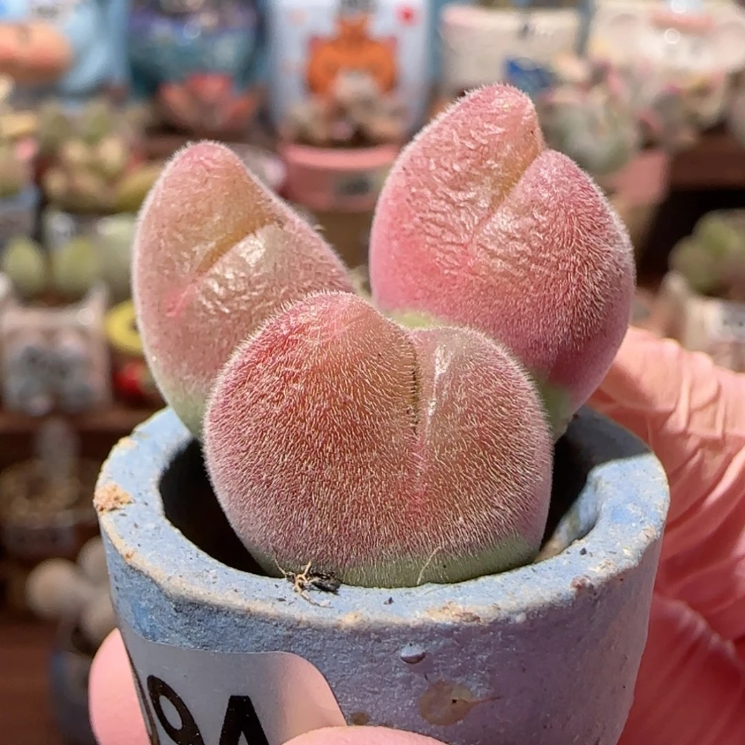 粉红蟹钳 盆口2.5cm