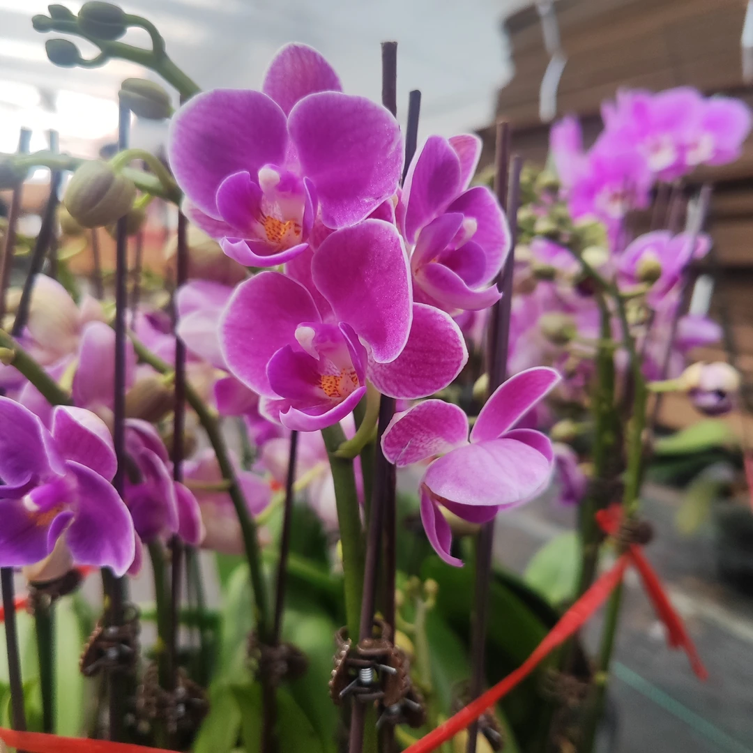 紫罗兰蝴蝶兰双梗·A级四季开花蝴蝶兰花卉适合室内养殖