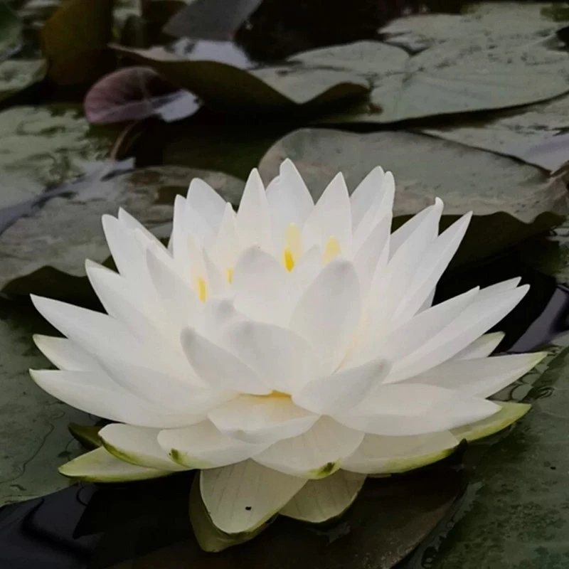 【白仙子】睡莲根块带芽带花苞水培植物荷花水养绿植花卉四季莲花苗
