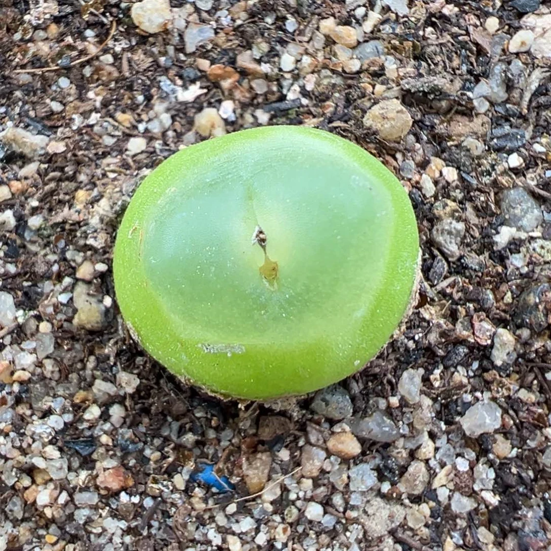 11.22好看的多肉脱土发货070